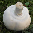 bedla zardělá (Leucoagaricus leucothites)