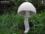 bedla zardělá (Leucoagaricus leucothites)