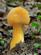 bedlovnice zlatá (Phaeolepiota aurea)