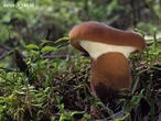 čechratice černohuňatá (Tapinella atrotomentosa)