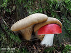 čechratice černohuňatá (Tapinella atrotomentosa)