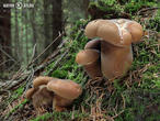 čechratice černohuňatá (Tapinella atrotomentosa)
