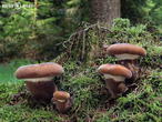 čechratice černohuňatá (Tapinella atrotomentosa)