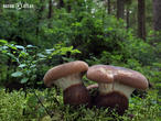 čechratice černohuňatá (Tapinella atrotomentosa)