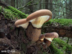 čechratice černohuňatá (Tapinella atrotomentosa)
