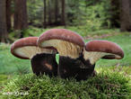 čechratice černohuňatá (Tapinella atrotomentosa)