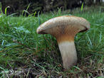 čechratka podvinutá (Paxillus involutus)