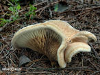 čechratka podvinutá (Paxillus involutus)
