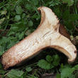 čechratka podvinutá (Paxillus involutus)