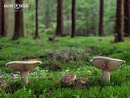 čechratka podvinutá (Paxillus involutus)