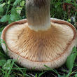 čechratka podvinutá (Paxillus involutus)