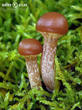 čepičatka jehličnanová (Galerina marginata)