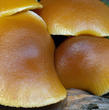 čepičatka jehličnanová (Galerina marginata)