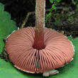 černolupen krvavý (Melanophyllum haematospermum)