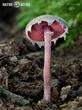 černolupen krvavý (Melanophyllum haematospermum)