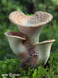 choroš šupinatý (Polyporus squamosus)