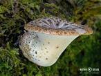 choroš šupinatý (Polyporus squamosus)