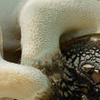 choroš šupinatý (Polyporus squamosus)
