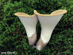 choroš šupinatý (Polyporus squamosus)