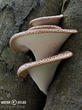 choroš šupinatý (Polyporus squamosus)