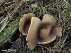 chřapáč kalíškovitý (Helvella leucomelaena)