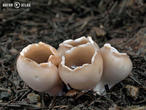chřapáč kalíškovitý (Helvella leucomelaena)