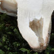 čirůvka celerová (Tricholoma apium)