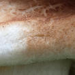 čirůvka celerová (Tricholoma apium)