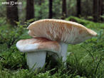 čirůvka celerová (Tricholoma apium)
