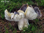 čirůvka havelka (Tricholoma portentosum)