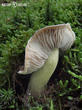 čirůvka havelka (Tricholoma portentosum)