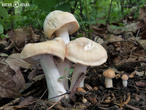 čirůvka májovka (Calocybe gambosa)