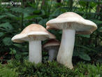 čirůvka májovka (Calocybe gambosa)
