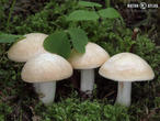 čirůvka májovka (Calocybe gambosa)