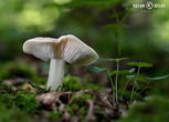 čirůvka májovka (Calocybe gambosa)