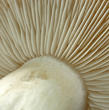 čirůvka májovka (Calocybe gambosa)