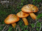 čirůvka oranžová (Tricholoma aurantium)