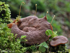 destice chřapáčová (Discina ancilis)