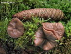 destice chřapáčová (Discina ancilis)