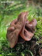 destice chřapáčová (Discina ancilis)