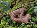 destice chřapáčová (Discina ancilis)