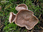 destice chřapáčová (Discina ancilis)