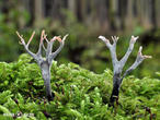 dřevnatka parohatá (Xylaria hypoxylon)