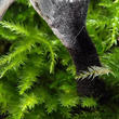 dřevnatka parohatá (Xylaria hypoxylon)