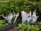 dřevnatka parohatá (Xylaria hypoxylon)