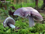 helmovka ředkvičková (Mycena pura)