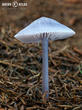 helmovka ředkvičková (Mycena pura)