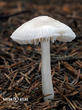 helmovka ředkvičková (Mycena pura)