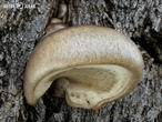 hlíva čepičkatá (Pleurotus calyptratus)