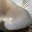 hlíva plicní (Pleurotus pulmonarius)